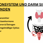 Darm und Hormone Grafik