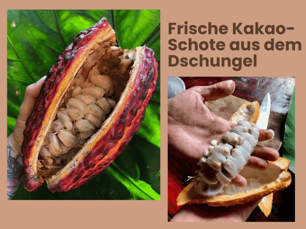 Frische Kakao-Schoten