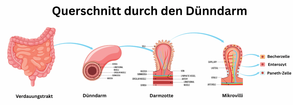 Aufbau des Darms Querschnitt Dünndarm