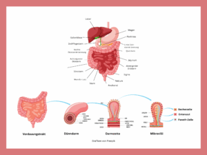 Aufbau des Darms