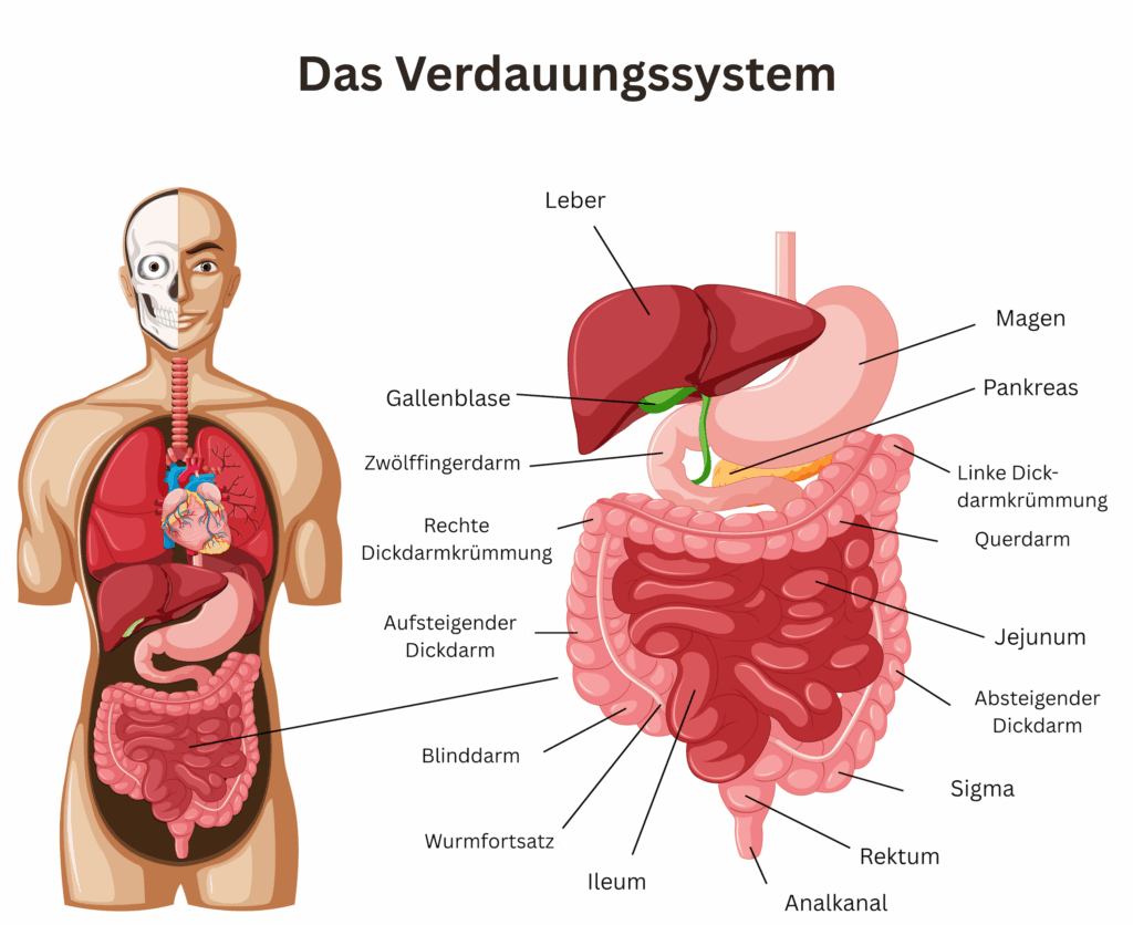 Aufbau des Darms Verdauungstrakt