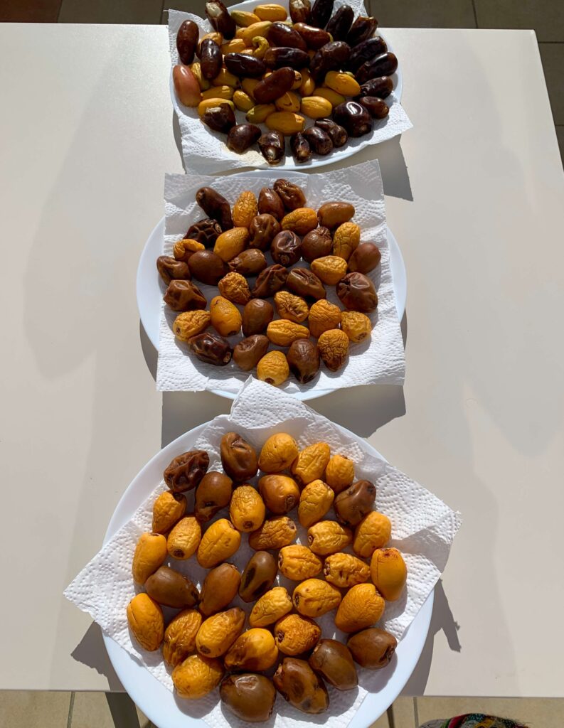 Superfood Dattel beim Trocknen