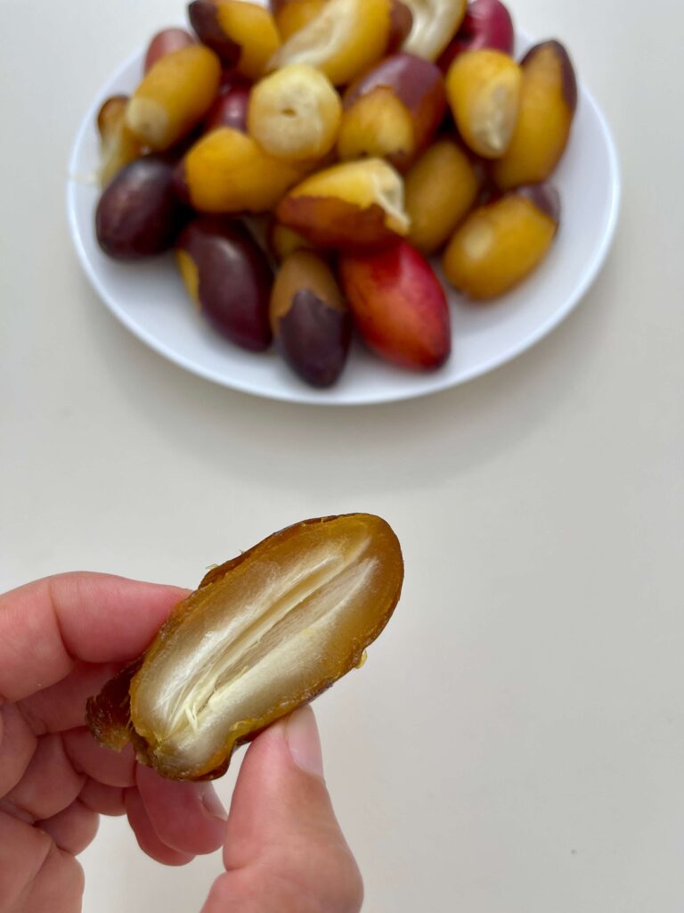 Datteln frisch von der Palme