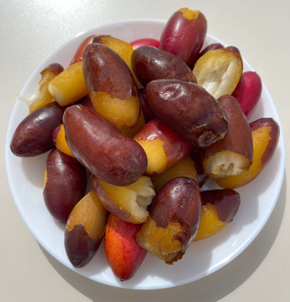 Datteln selbst gesammelt