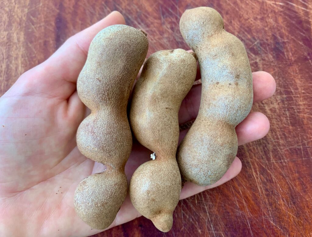 3 Tamarindenfrüchte auf Hand